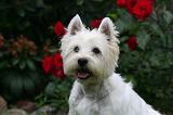 WESTIE 442